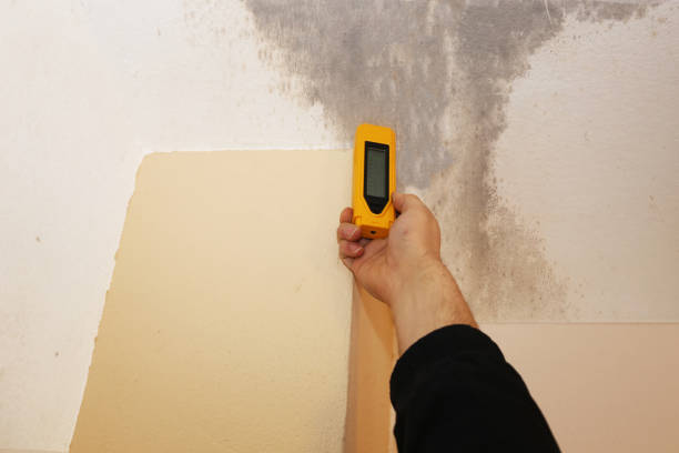 Best Attic Mold Removal  in Hastings, MI