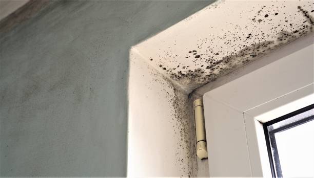 Best Biohazard Mold Removal  in Hastings, MI