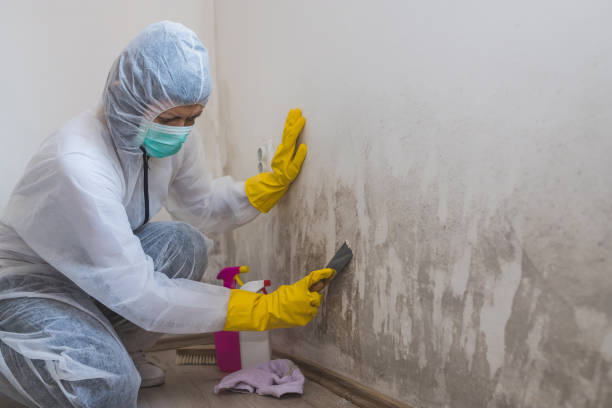 Best Post-Construction Mold Inspection  in Hastings, MI