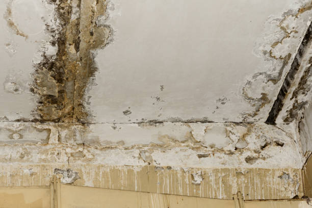 Best Mold-Related Health Consultation  in Hastings, MI