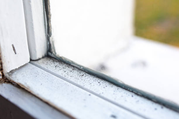 Best Comprehensive Air Testing for Mold Contaminants  in Hastings, MI