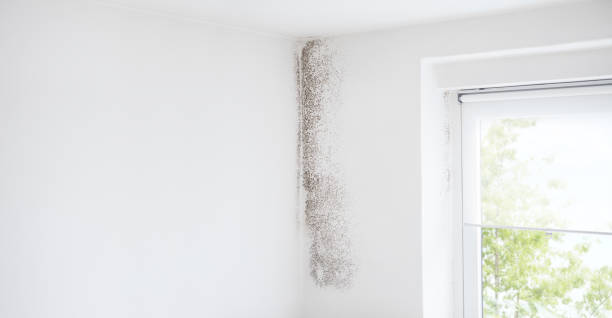 Best Emergency Mold Remediation  in Hastings, MI