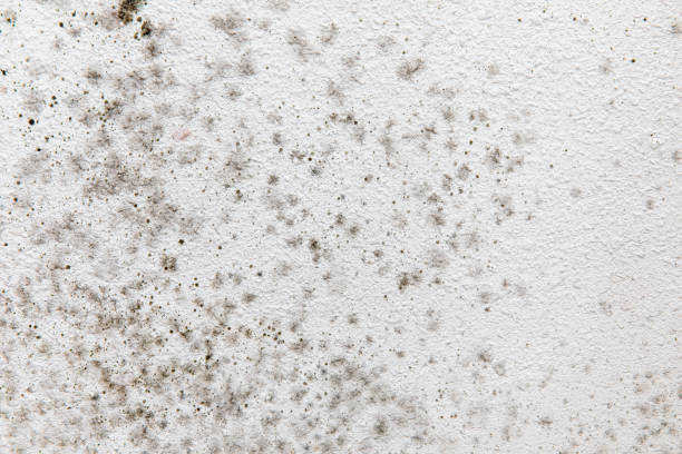 Best Mold Documentation for Insurance Claims  in Hastings, MI
