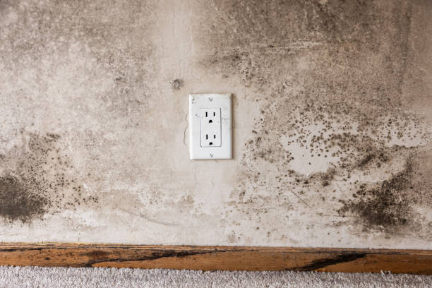 Best Mold Damage Restoration  in Hastings, MI