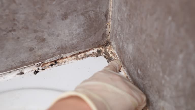 Forensic Mold Investigation in Hastings, MI